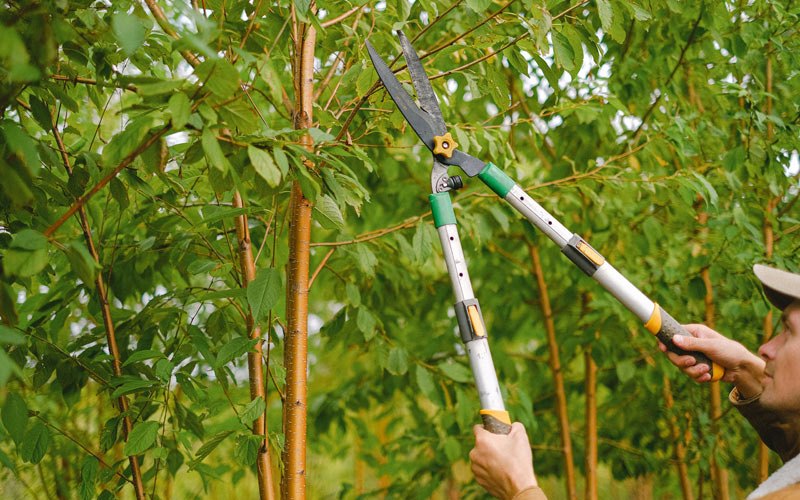 Tree trimming in Hooper Bay, AK