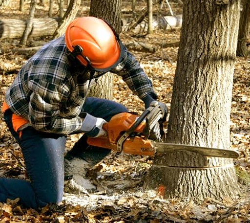 Tree Removal in Hooper Bay, AK